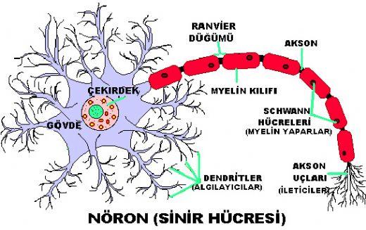 Sinir Fizyolojisi Bölümleri ve İşlevleri