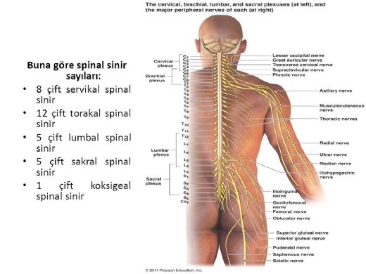 Spinal Sinirler