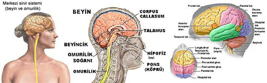 Beyin Sinir Sistemi