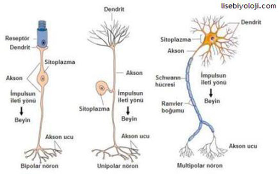 Biyoloji Sinir Sistemi