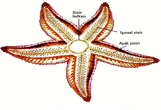 Hayvanlarda Sinir Sistemi