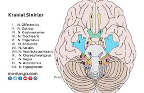 Kranial Sinirler