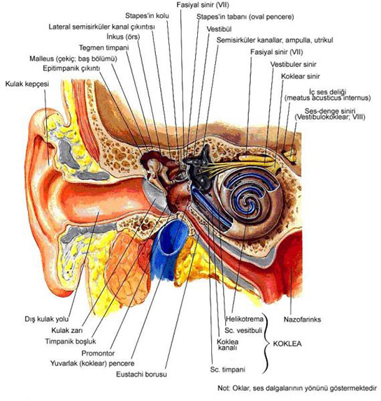 Kulak Sinirleri