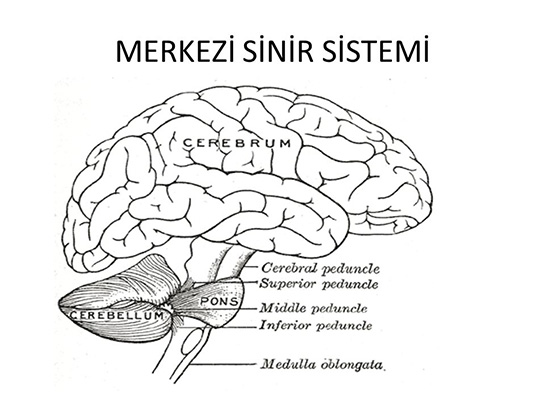 Merkezi Sinir Sistemi