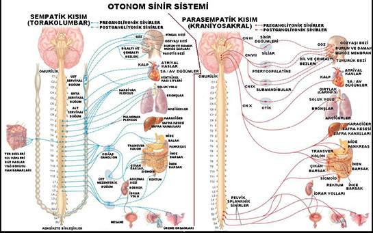 Otonom Sinir Sistemi