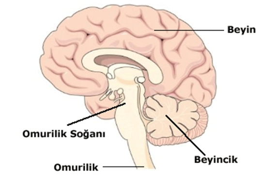 Santral Sinir Sistemi