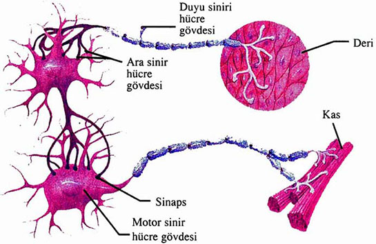 Sinir Hücreleri