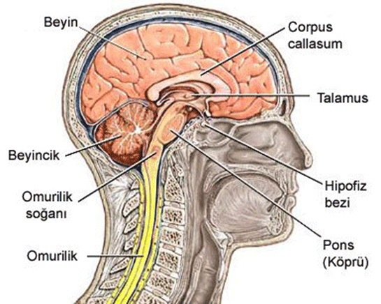 Sinir Sistemi Organlar