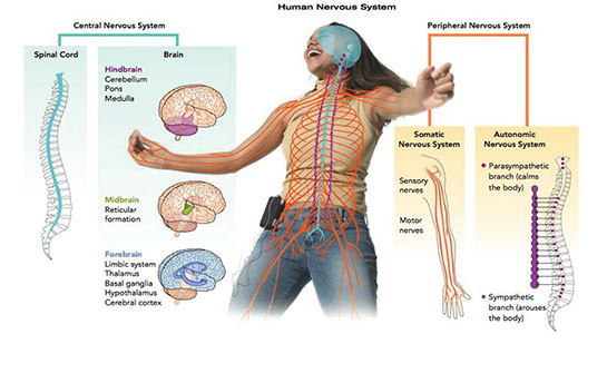 Sinir Sisteminin Bölümleri